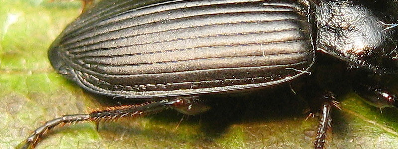 Carabidae: Anisodactylus signatus